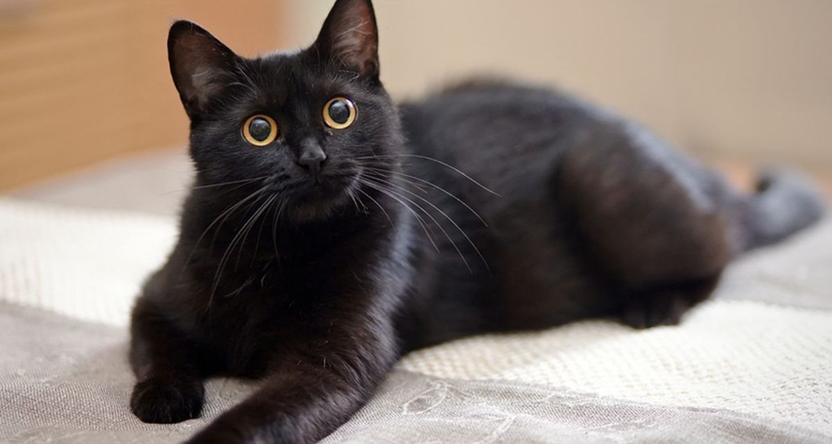 Kucing Terkaya Dunia Warisi Properti Mewah Di Italia Jadi Sensasi
