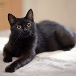 Kucing Terkaya Dunia Warisi Properti Mewah Di Italia Jadi Sensasi