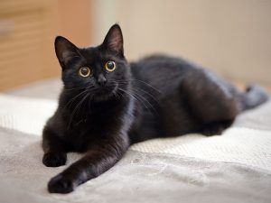 Kucing Terkaya Dunia Warisi Properti Mewah Di Italia Jadi Sensasi
