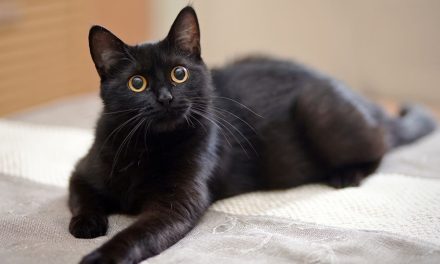 Kucing Terkaya Dunia Warisi Properti Mewah Di Italia Jadi Sensasi