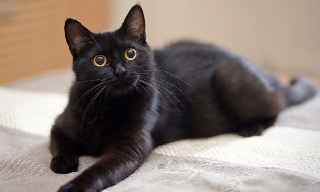 Kucing Terkaya Dunia Warisi Properti Mewah Di Italia Jadi Sensasi