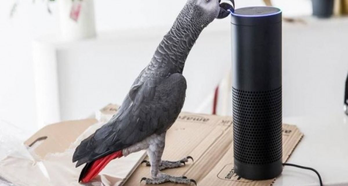 Burung Beo Iseng Order 3 Kotak Pizza Pakai Fitur Voice Command