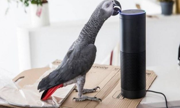 Burung Beo Iseng Order 3 Kotak Pizza Pakai Fitur Voice Command